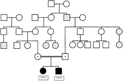 Case Report: Novel Homozygous Likely Pathogenic SCN1A Variant With Autosomal Recessive Inheritance and Review of the Literature